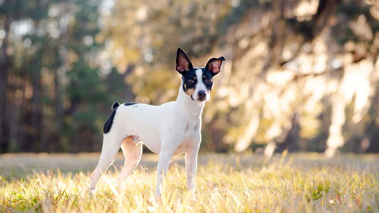 Rat Terrier