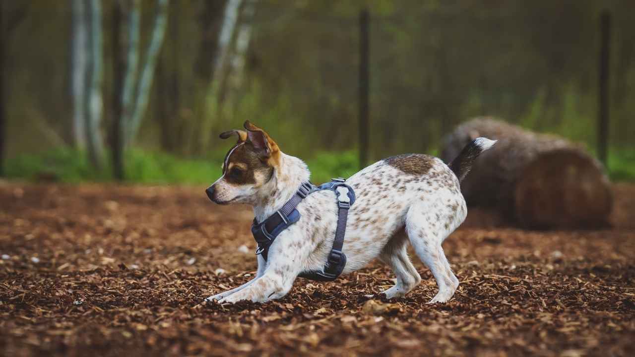 Rat Terrier