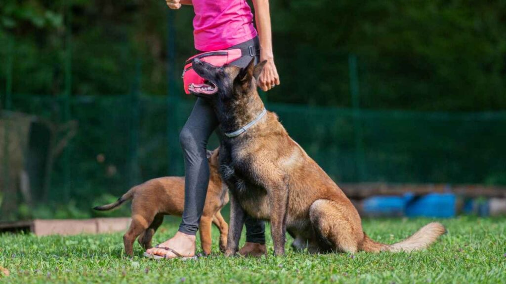 Reasons a Belgian Malinois Might Not Be Right for You