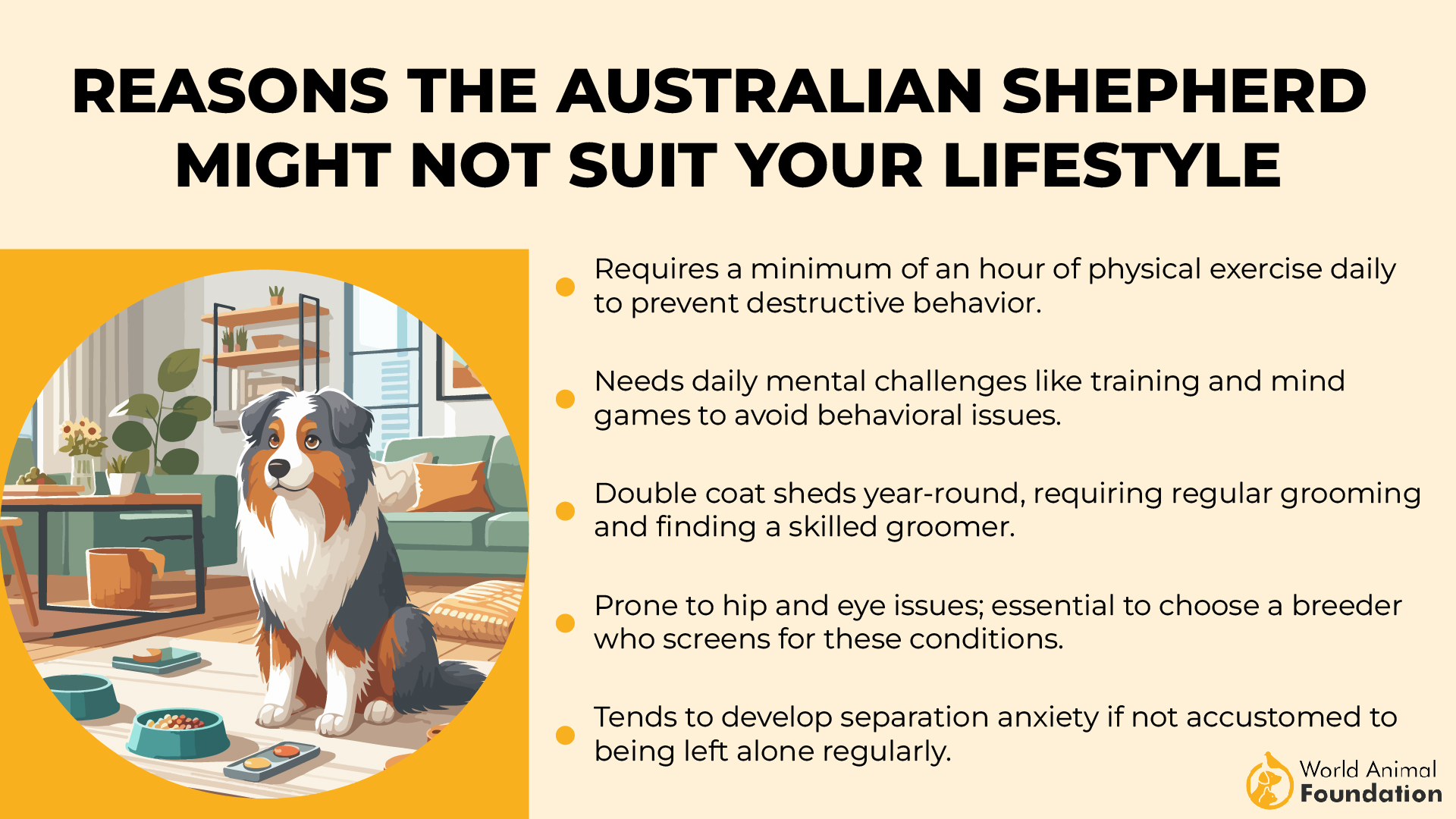 Reasons the Australian Shepherd Might Not Suit Your Lifestyle-01