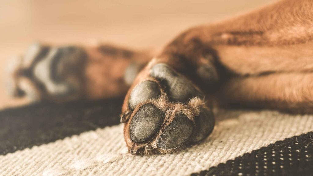 Recognizing Symptoms of Burned Paws 1