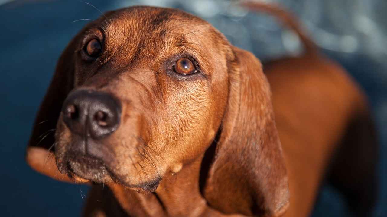 Redbone Coonhound