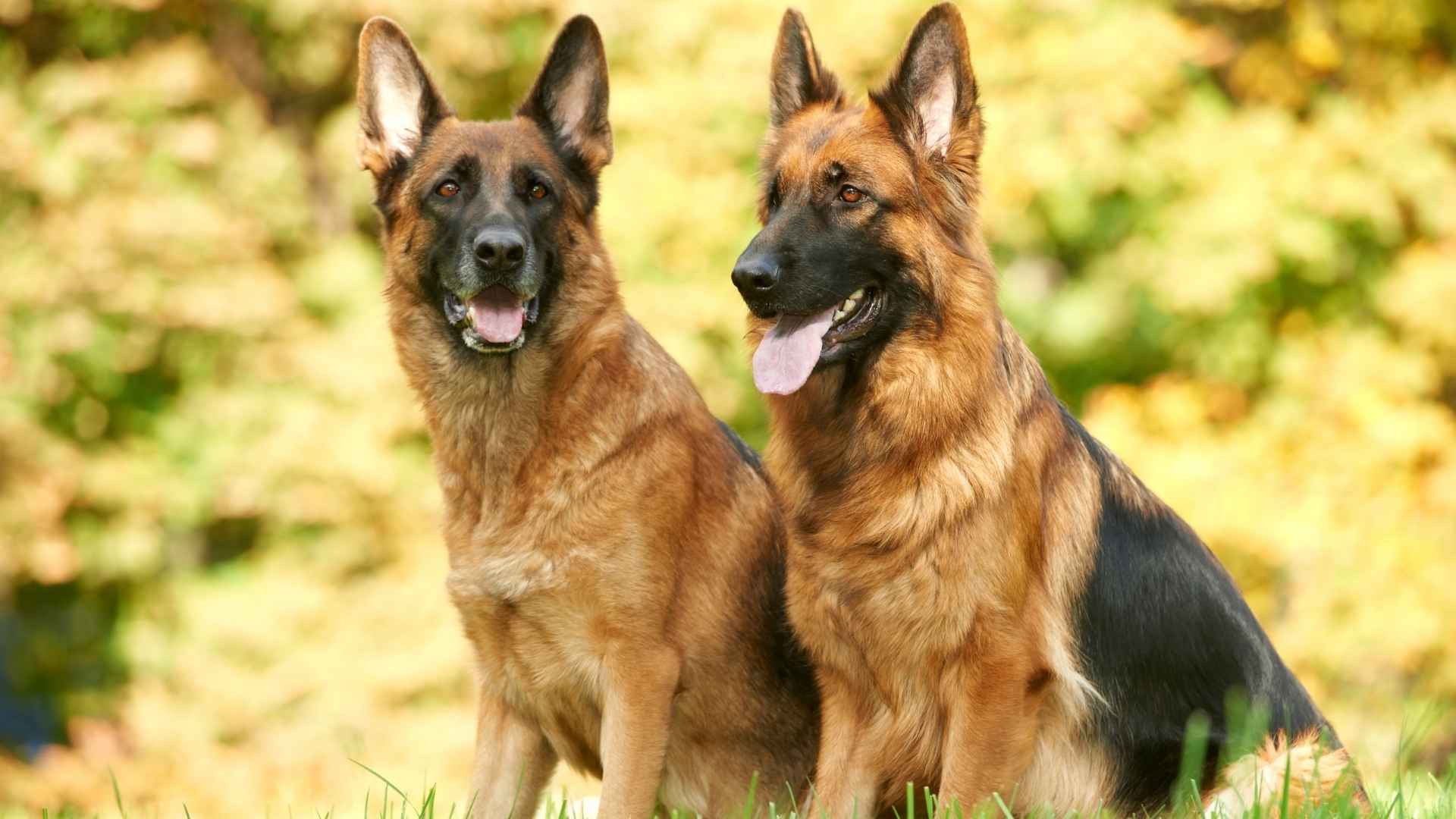 Relatable Things Only German Shepherd Owners Understand