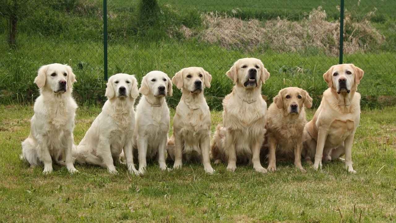 Retriever Dog Breeds