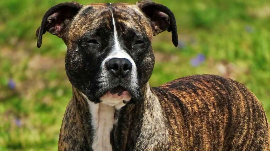 Reverse Brindle Boxer