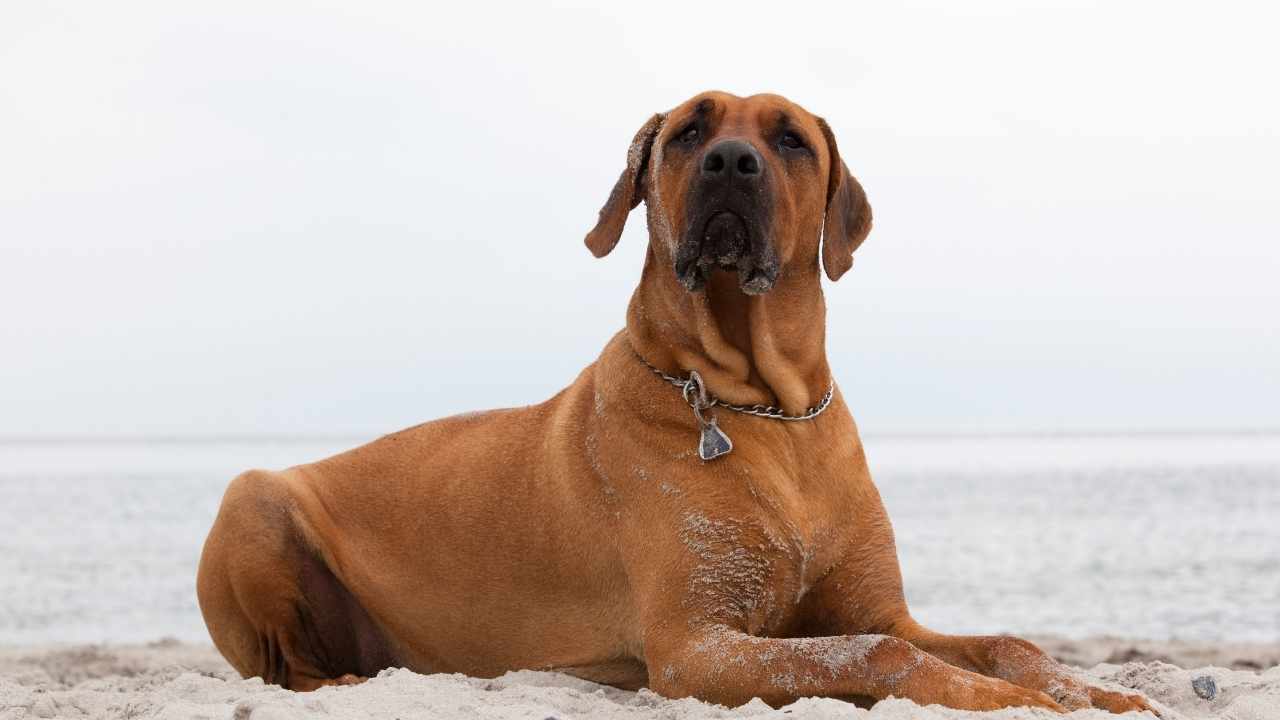 Rhodesian Ridgeback