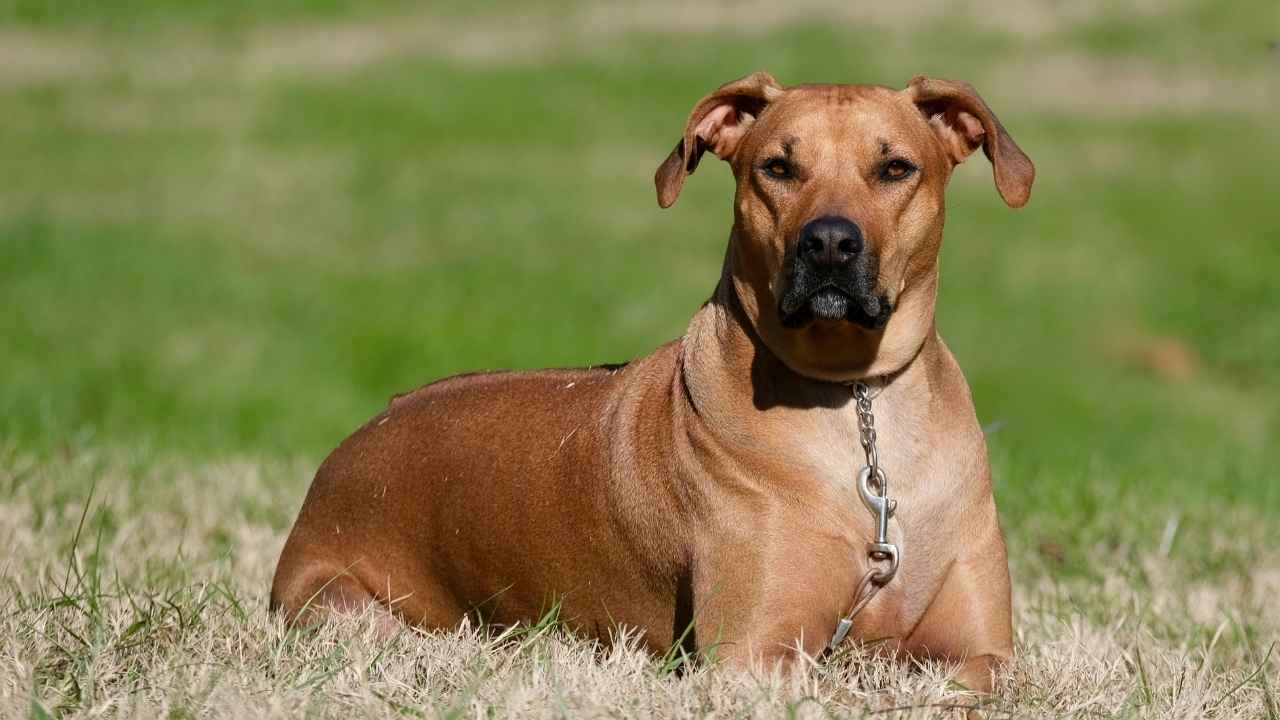 Rhodesian Ridgeback