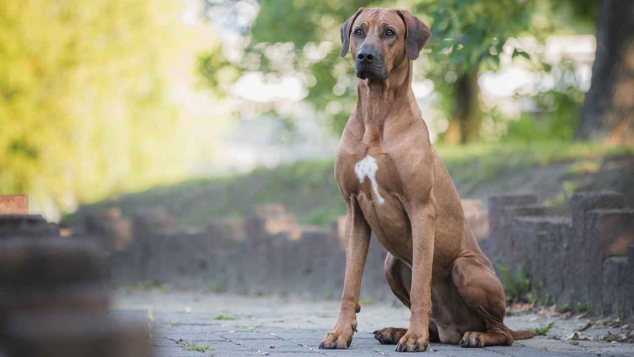 Rhodesian Ridgeback