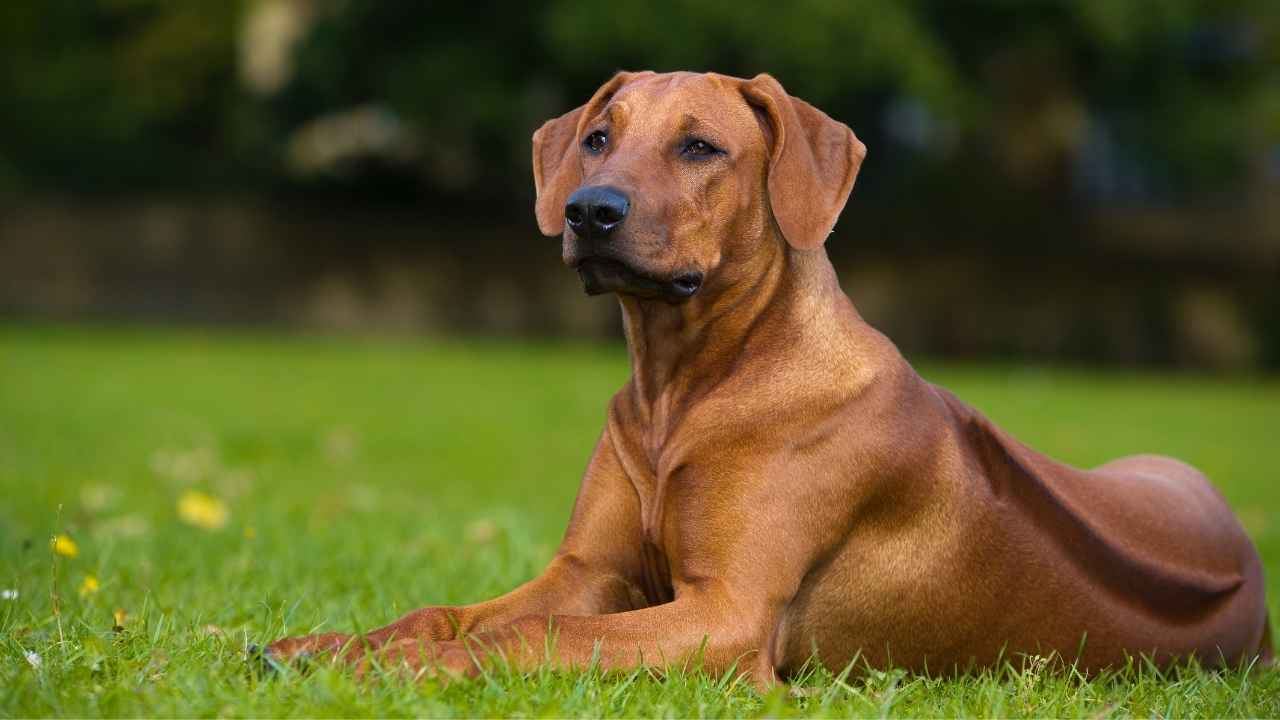 Rhodesian Ridgeback