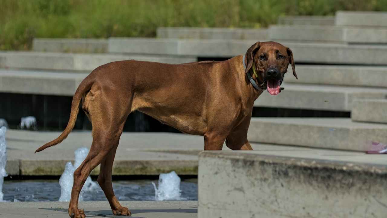 Rhodesian Ridgeback