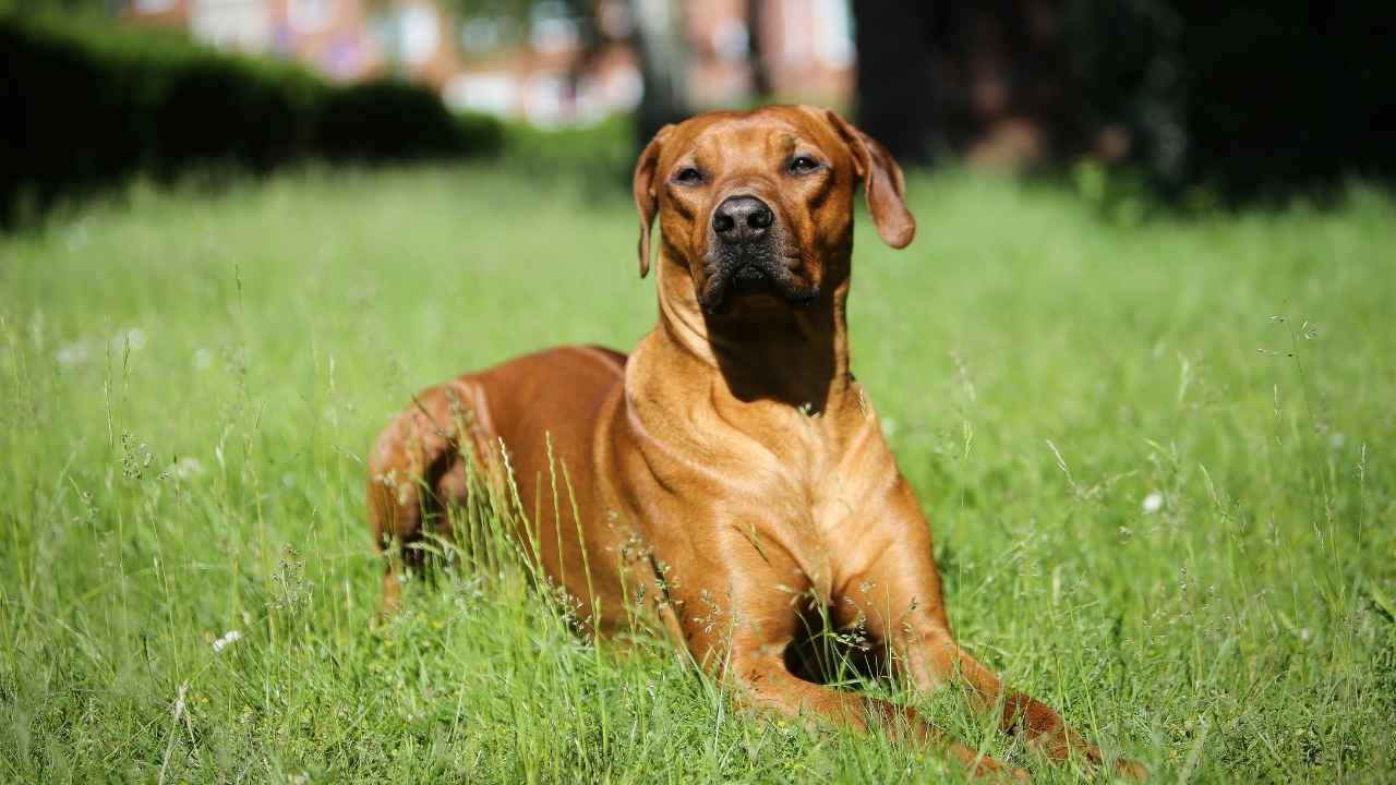 Rhodesian Ridgeback