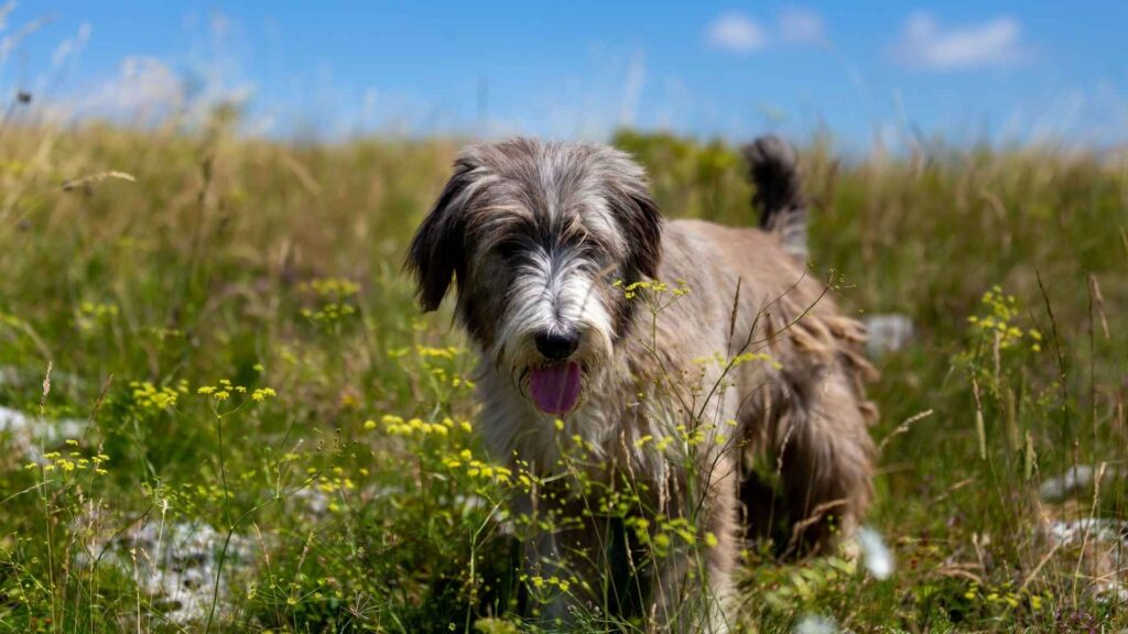 Romanian Mioritic Shepherd Dog