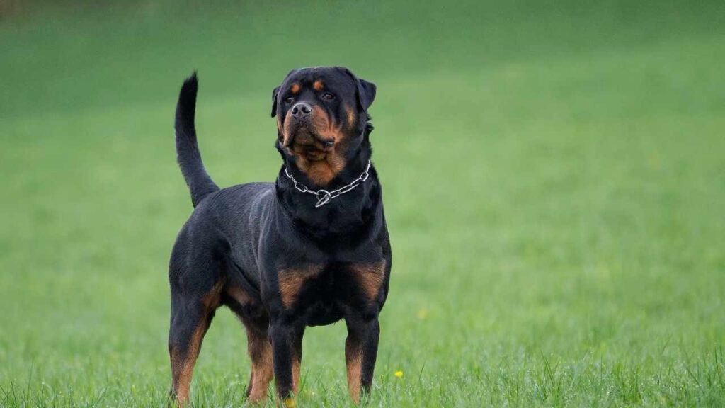 History of the Rottweiler