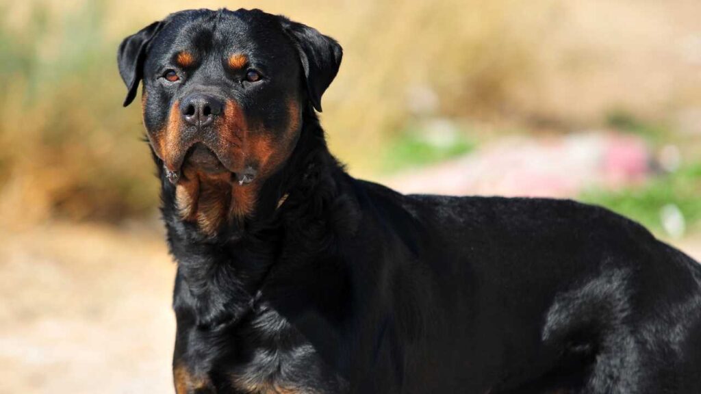 Are Rottweilers Good Guard Dogs?