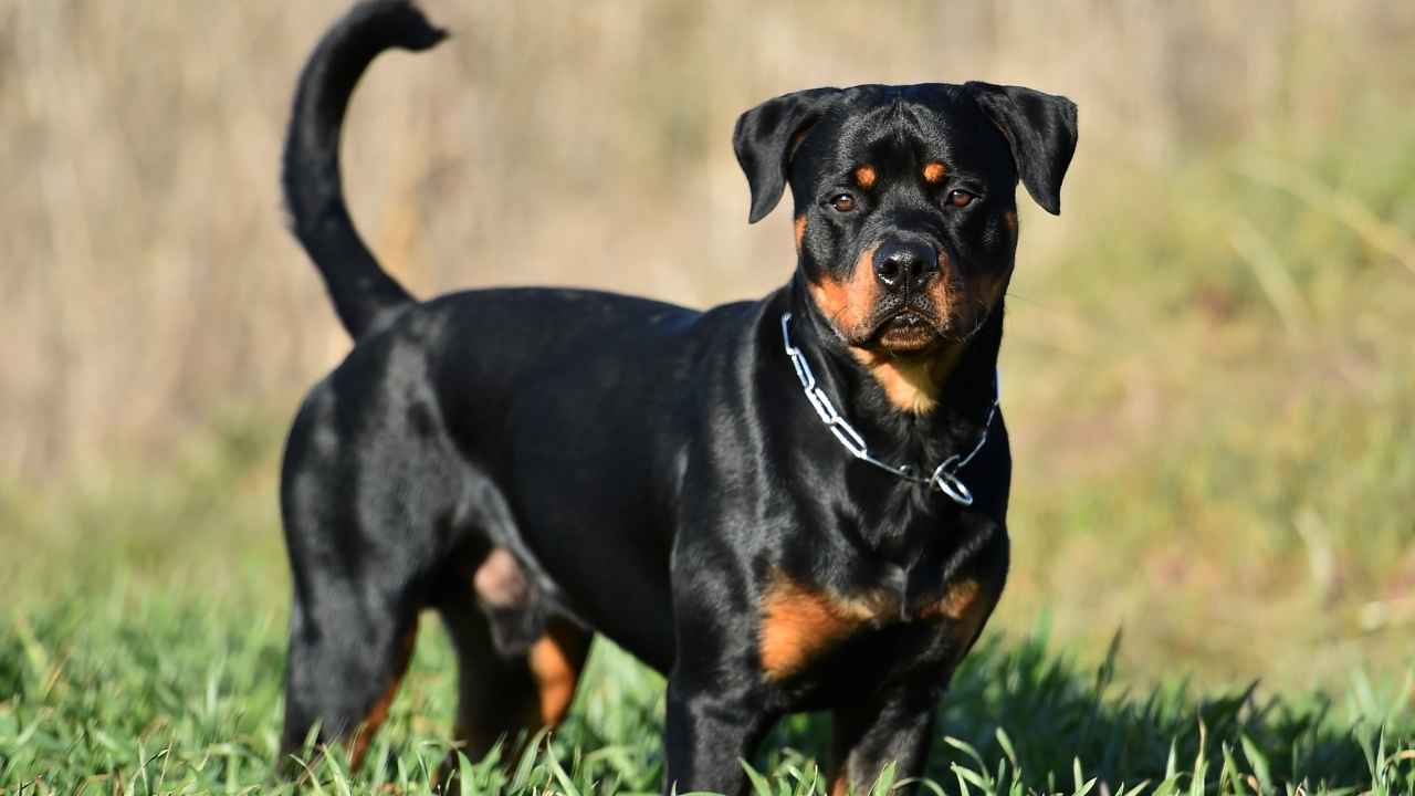 Rottweiler