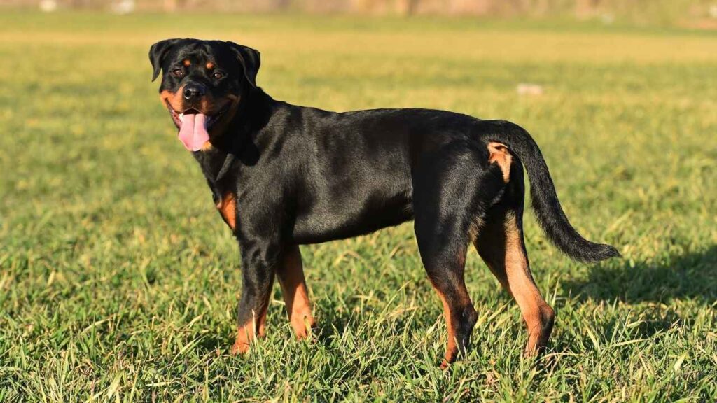 Rottweiler