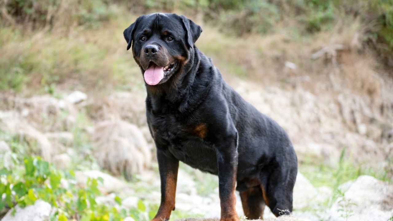 Rottweiler