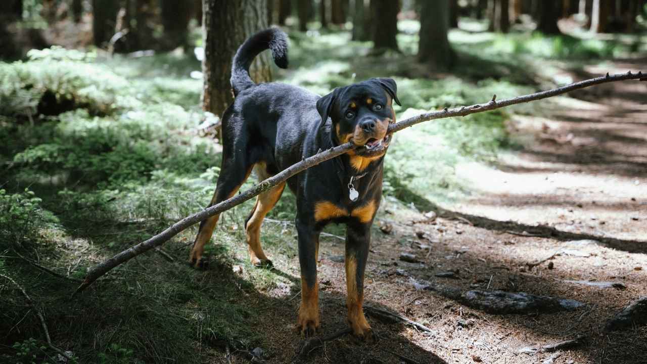 Rottweiler