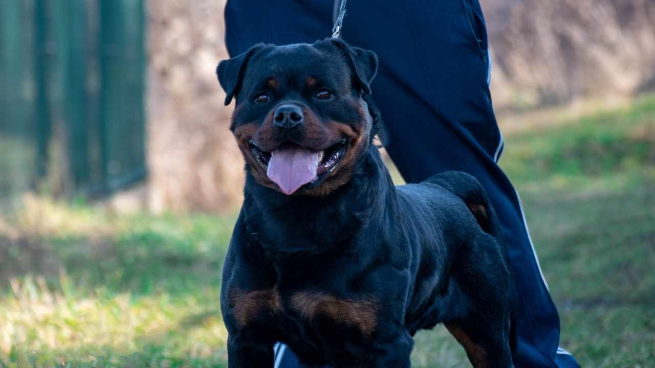 Rottweiler