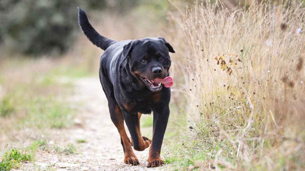 Rottweiler