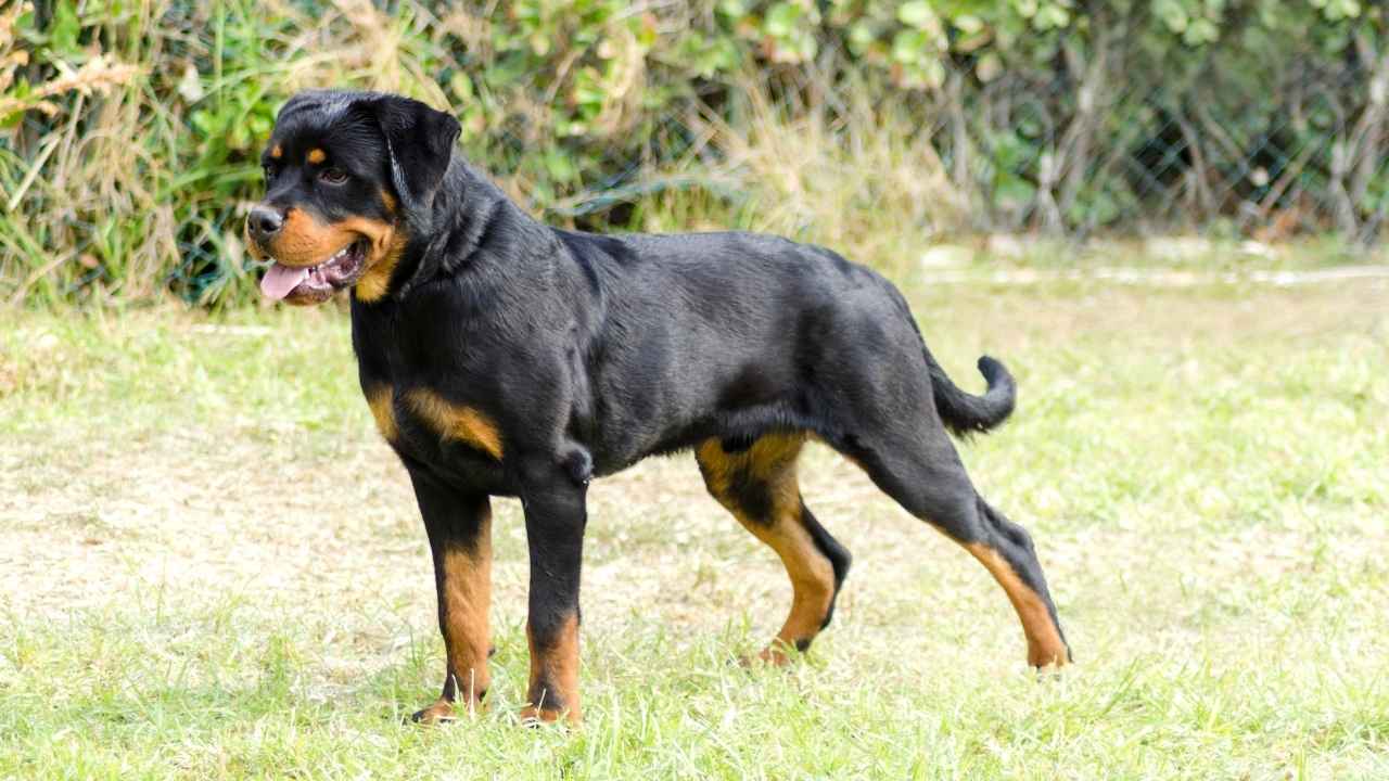 Rottweiler