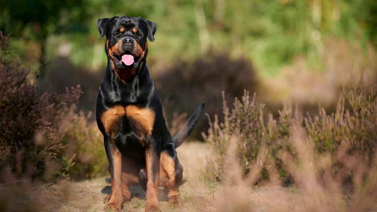 Rottweiler