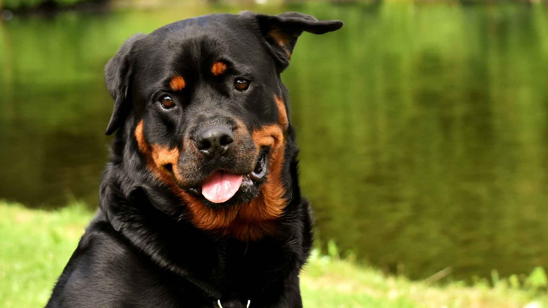 Rottweiler Mix Dog Breeds