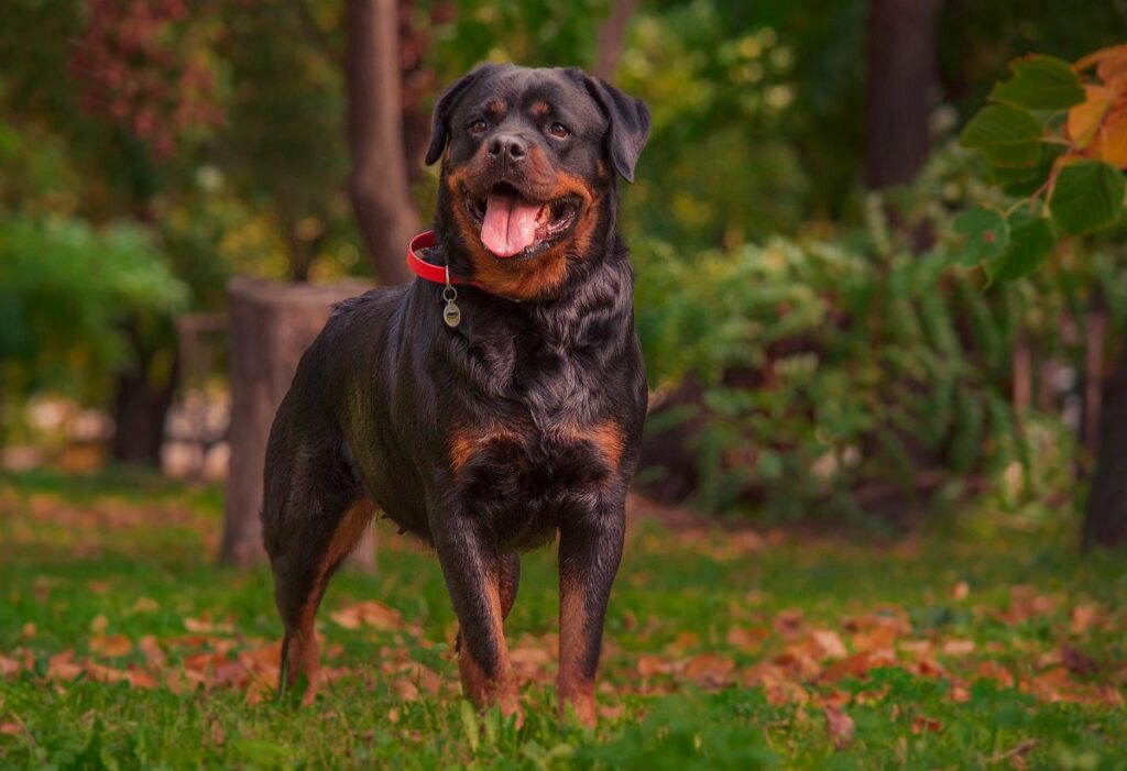 Physical Appearance Rottweiler