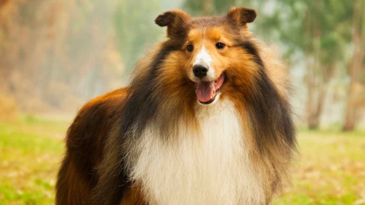 Rough Collie