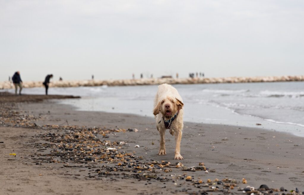 Spinone Italiano