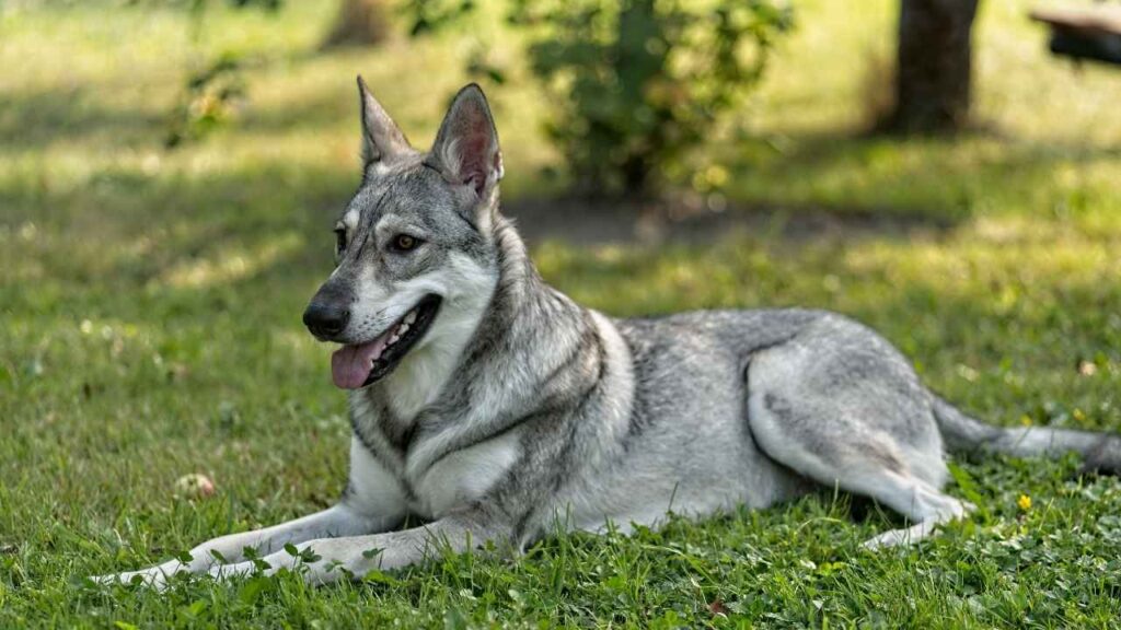 Saarloos Wolfdog