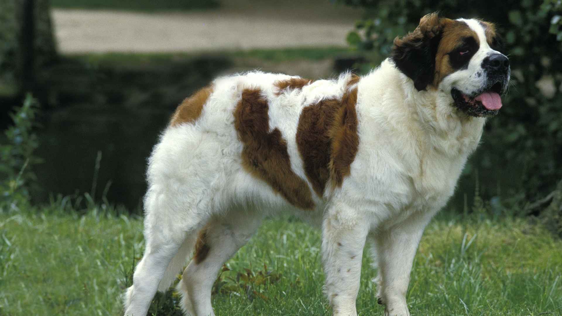 Saint Bernard