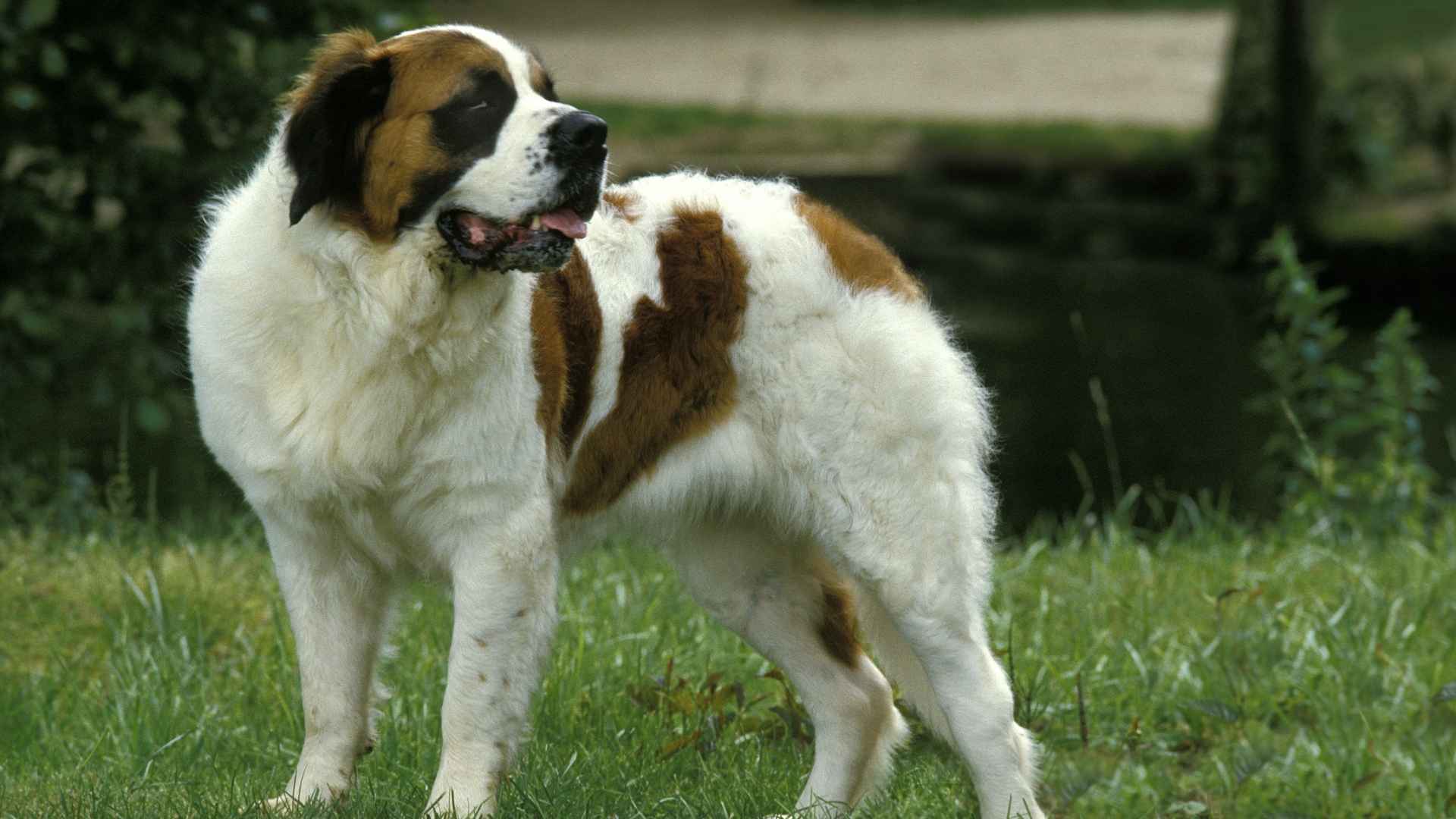 Saint Bernard