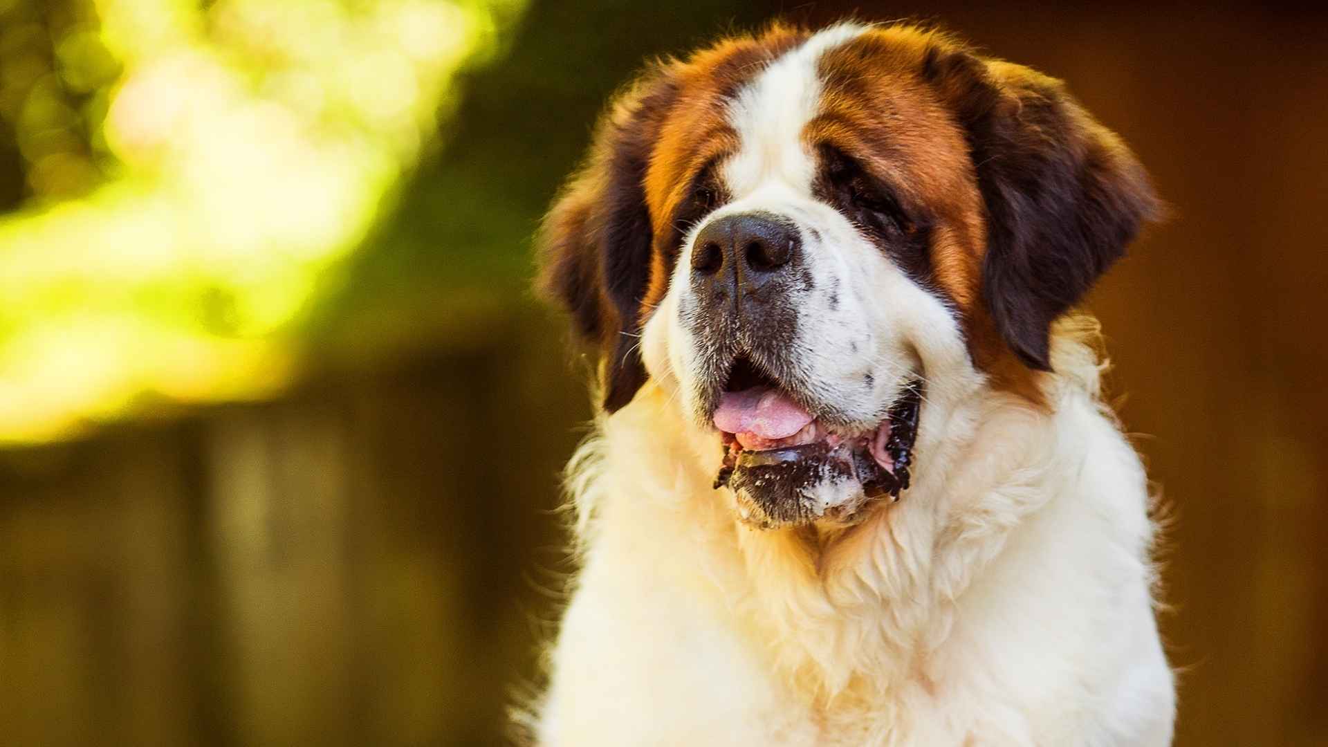 Saint Bernard