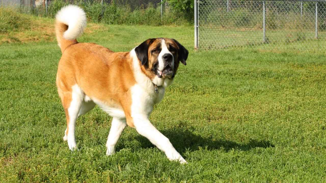 Saint Bernard