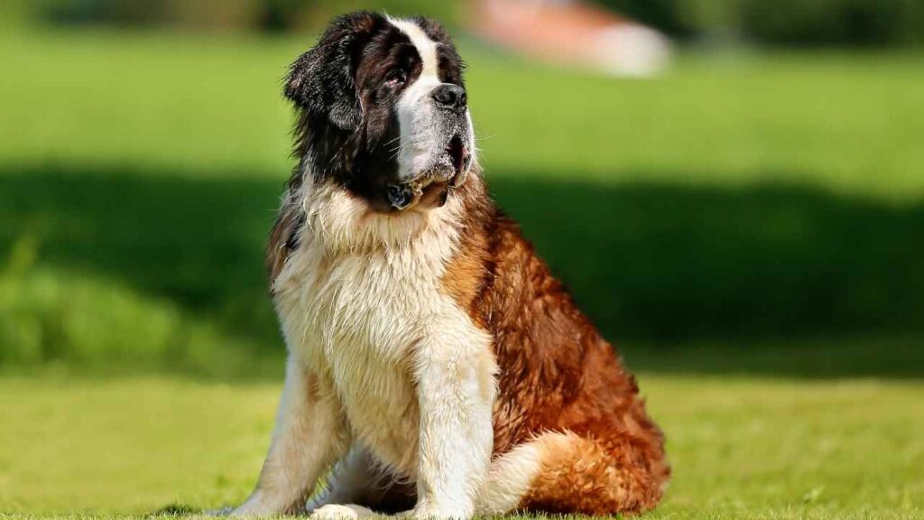 Saint-Bernard