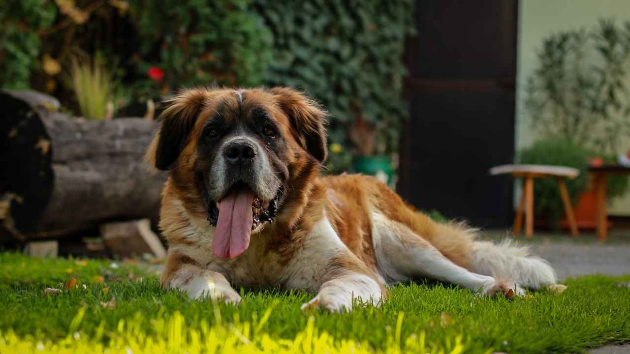 Saint Bernard