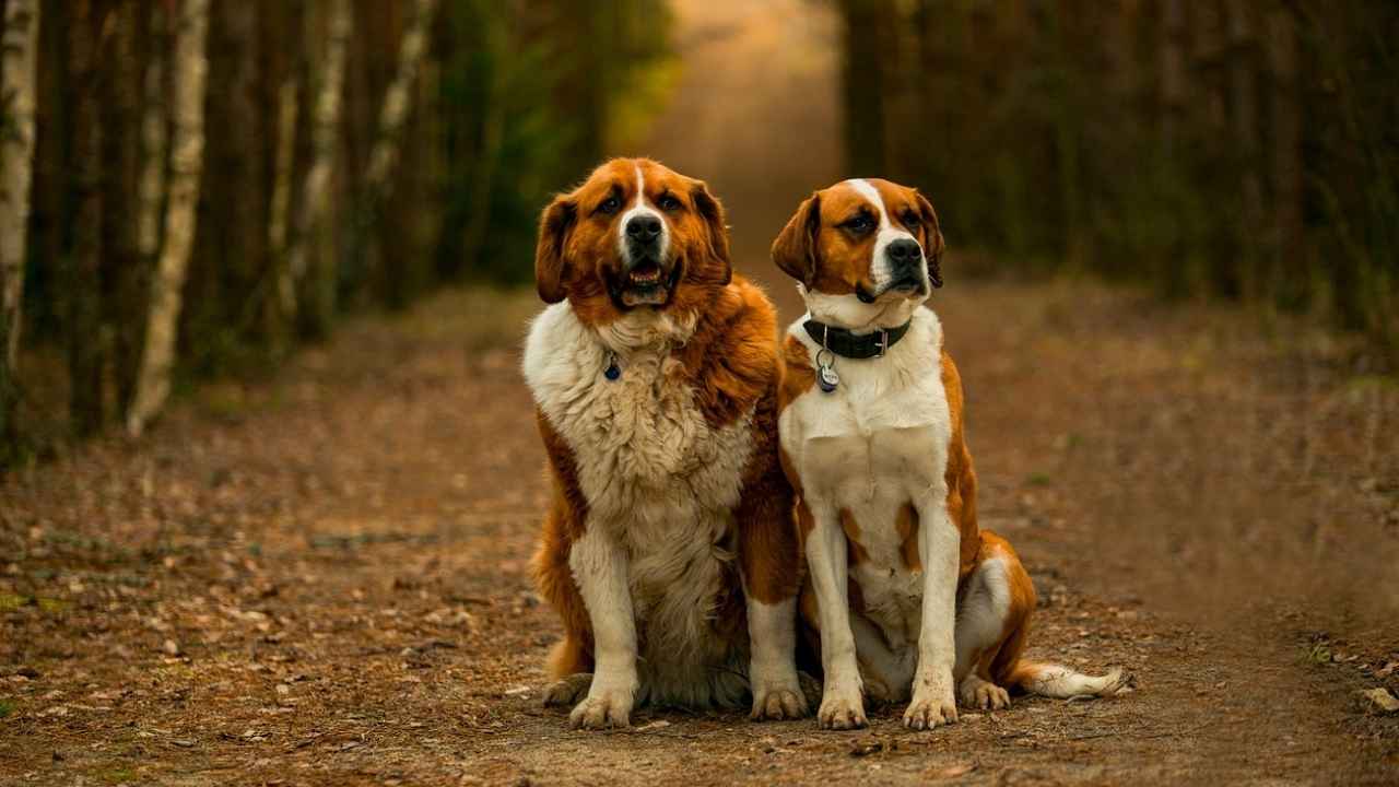 Saint Bernard