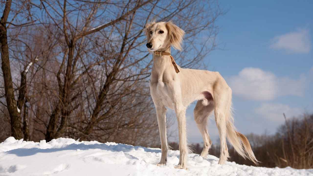 Saluki