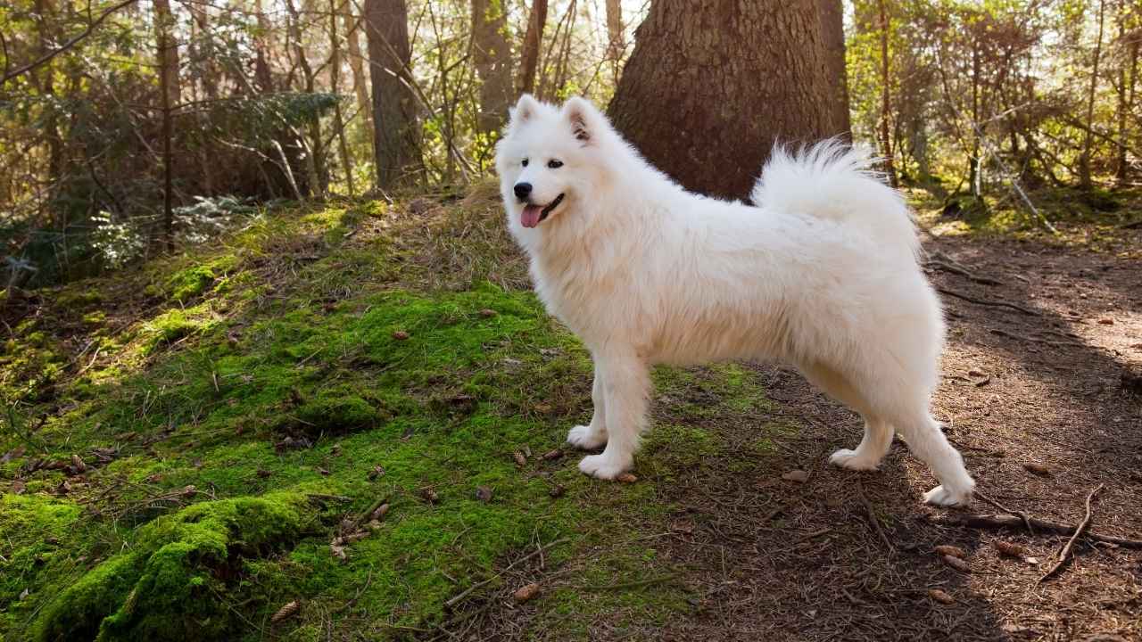 Samoyed