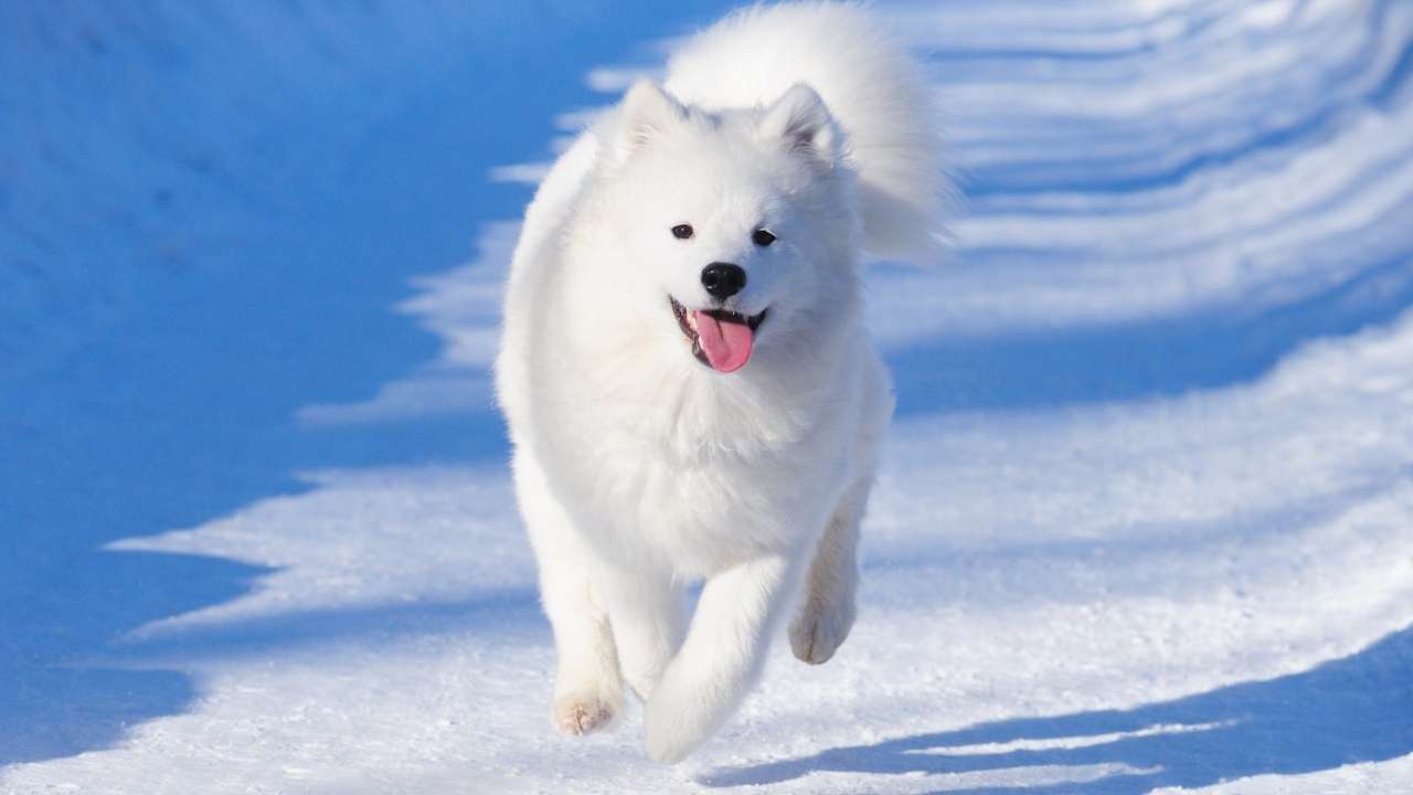 Samoyed