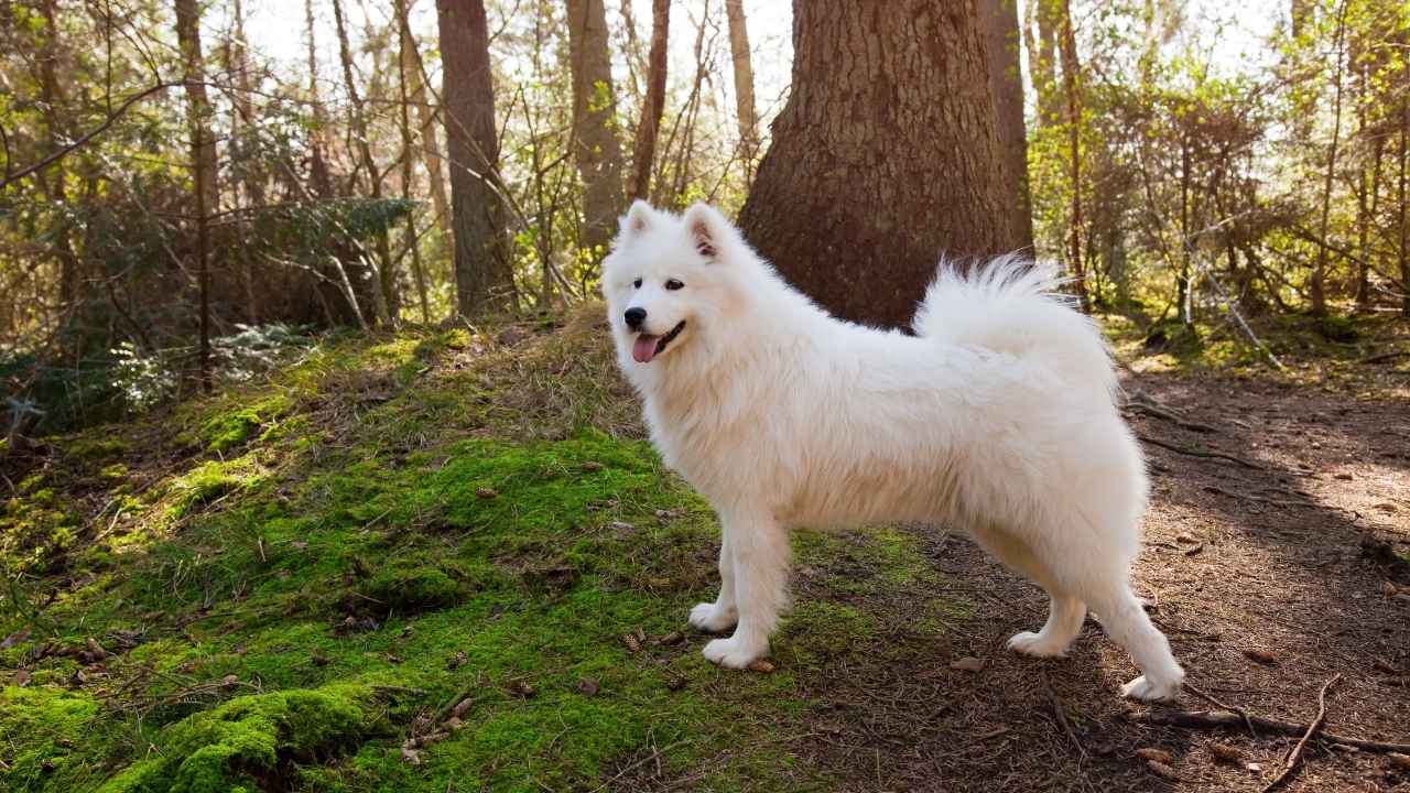 Samoyed