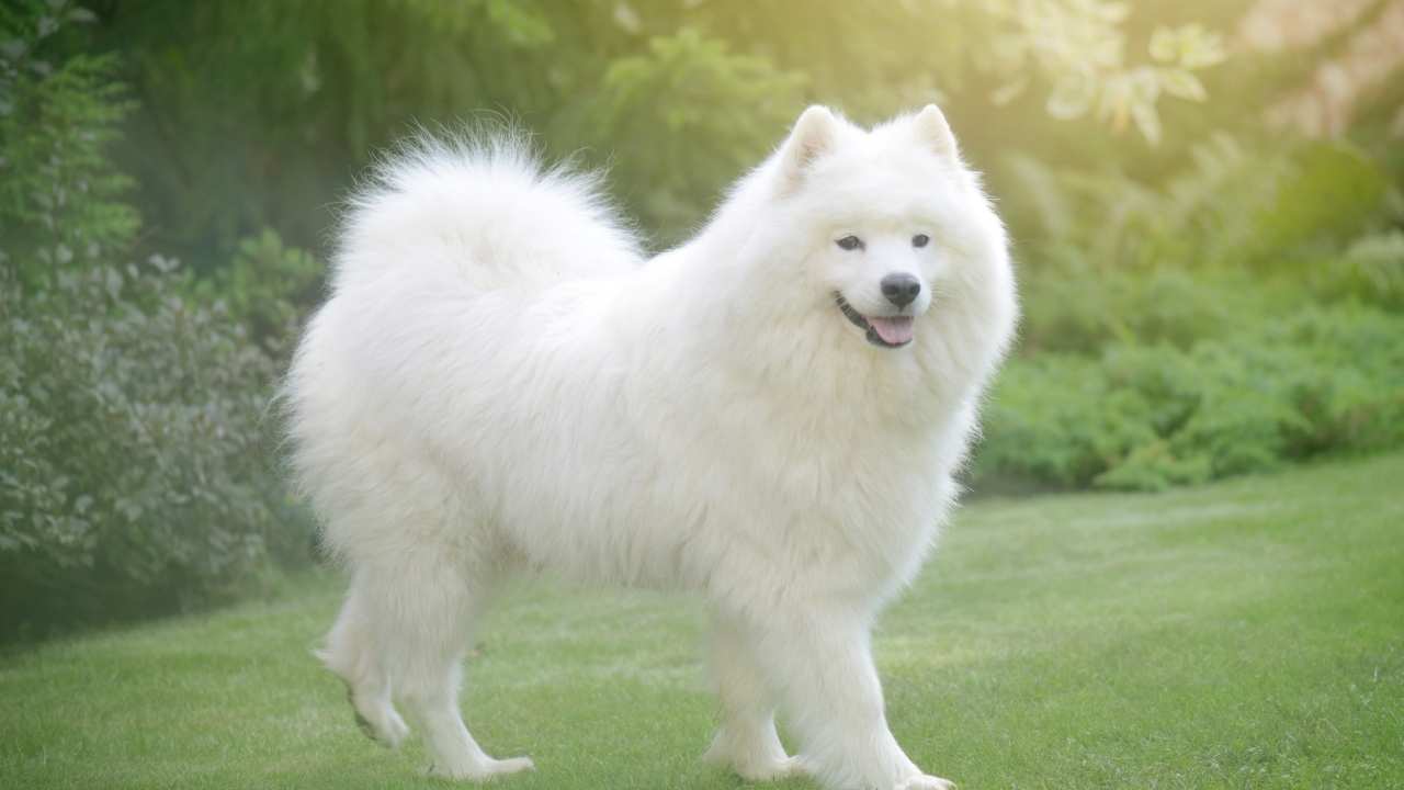 Samoyed