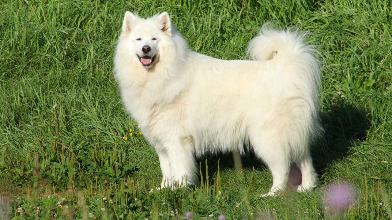 Samoyed