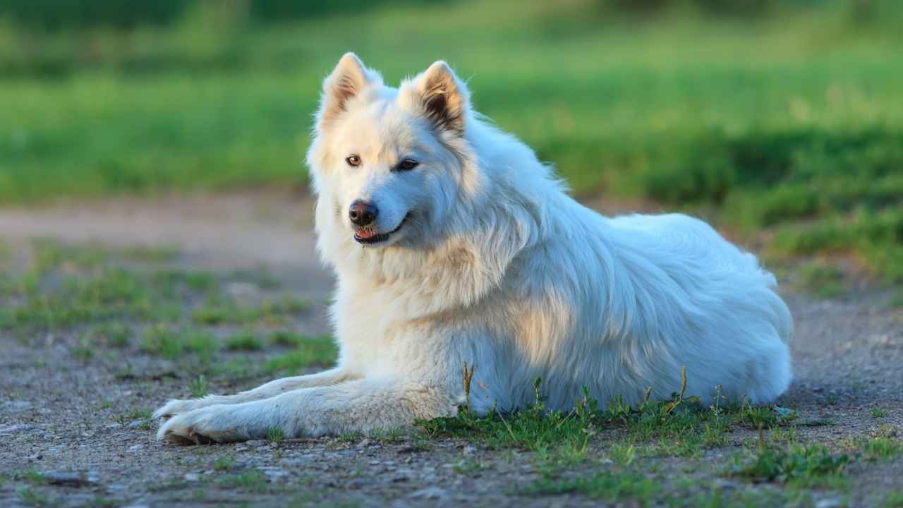 Samoyed