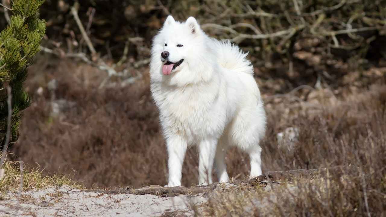 Samoyed