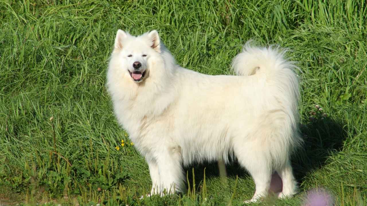 Samoyed