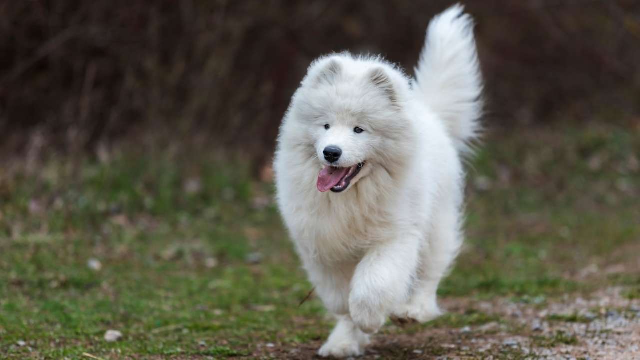 Samoyed