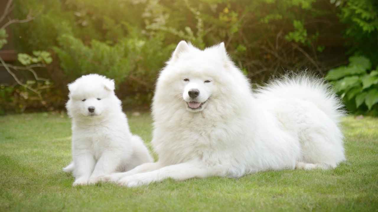 Samoyed