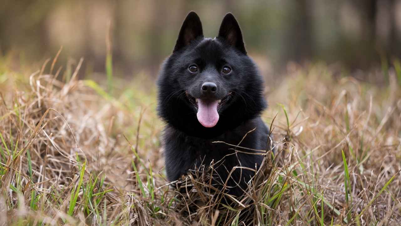 Schipperke